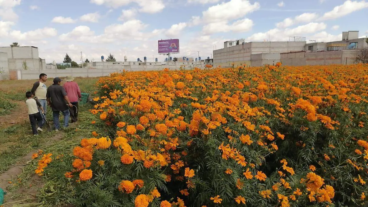 Flor de cempasúchil de China abarata precios de productores locales